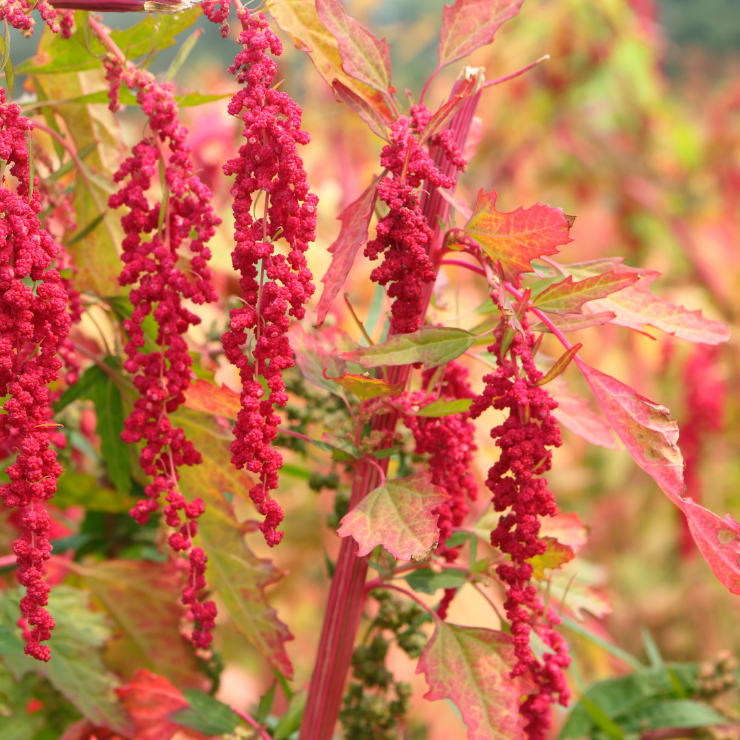 Quinoa roja