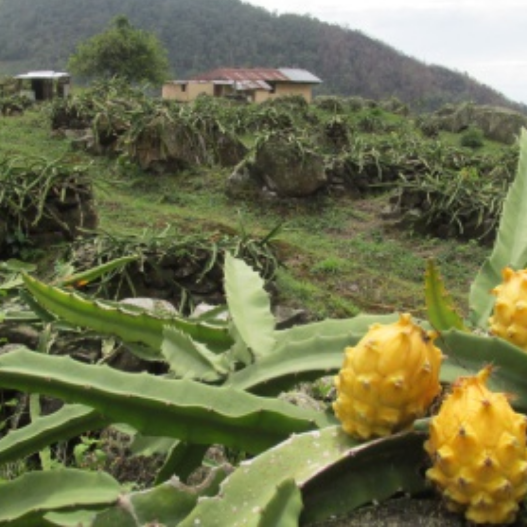 Cultivo de Pitahaya