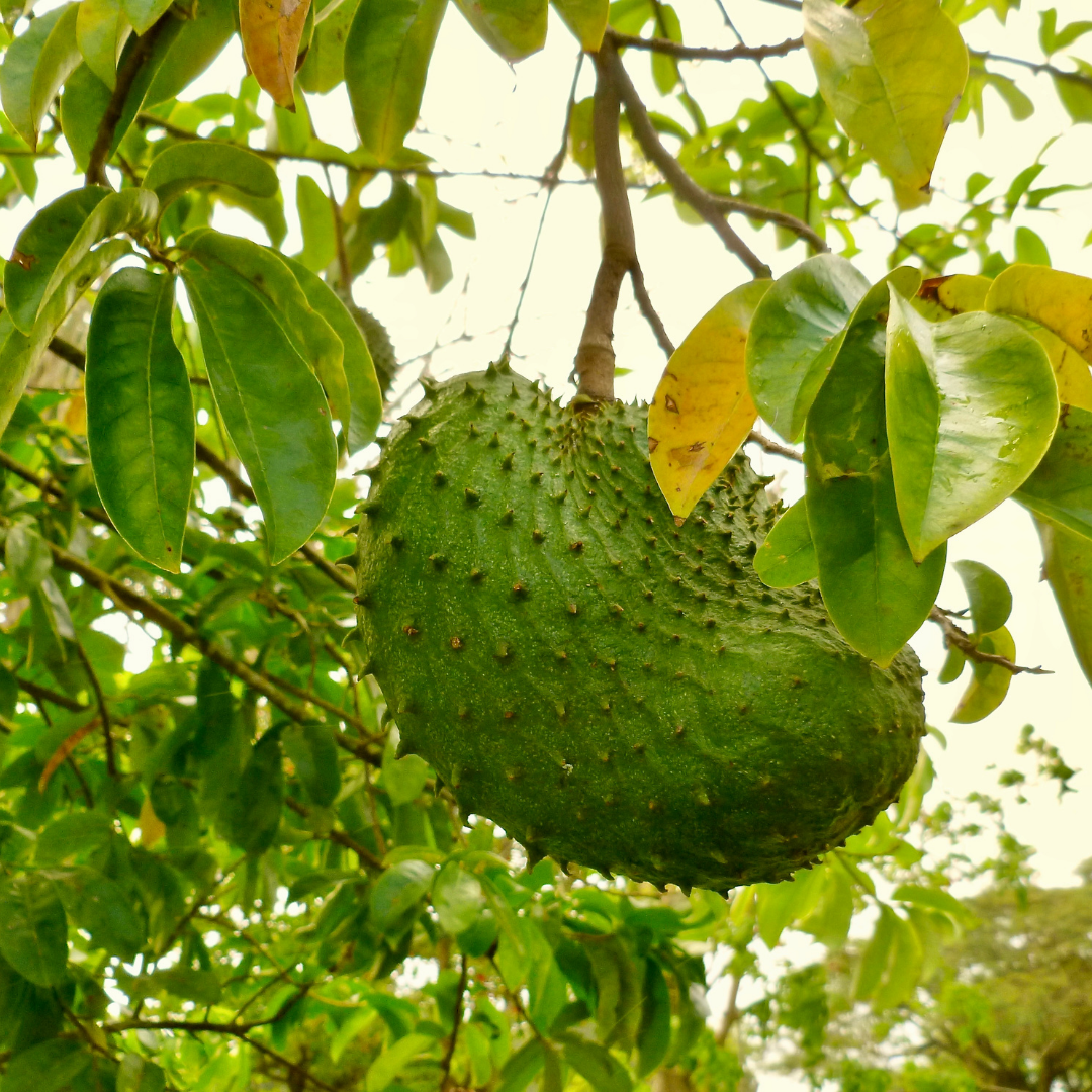Cultivo de guanábana
