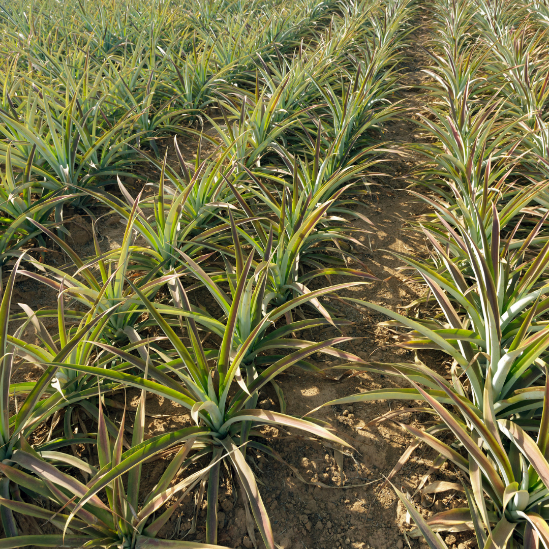 Cultivo de piña